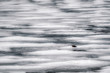 Skua bird resting on the ice in distance