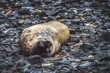 The seal resting on his back on the rocks