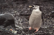 The chinstrap penguin carrying a rock