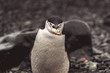 Close-up on a chinstrap penguin with a rock