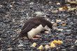 Chinstrap penguin exploring the rocky ground