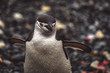 Close-up on chinstrap penguin