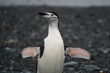 A chinstrap penguin spreading its wings