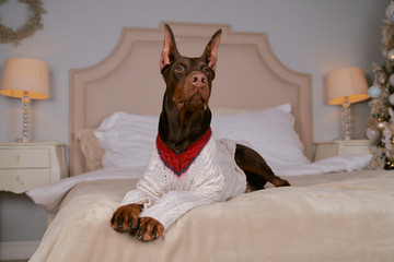 Wall Mural - Doberman brown color standing ears, long slender legs, lying on bed, wearing fashionable warm knitted sweater. Free space advertising text. Close-up portrait of dogs muzzle. Horizontal shot of animal