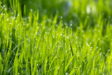 Dew Drops On The Green Grass. Wonderful Close Up Of Nature Background In The Morning. Freshness Concept