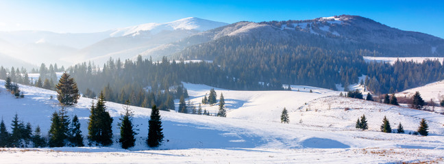 mountainous countryside in wintertime. snow covered rural fields on rolling hills with spruce forest. sunny and frosty afternoon.