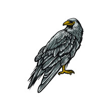  Black Raven Crow Bird Vector