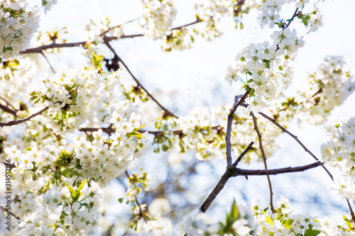 Fototapeta kwiat jabłoni   bialy-kwiat-jabloni-male-kwitnienie-na-galazkach-w-sloncu-sezon-wiosenny-w