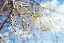 Spring Background.  Branches With Buds On A Background Of Blue Sky, Soft Focus