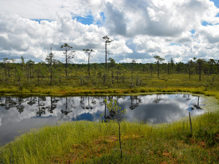 Wall Mural - landscape with swamp lake, small swamp pines, grass and moss, white clouds shine in water