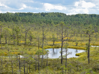 Wall Mural - landscape with swamp lake, small swamp pines, grass and moss, white clouds shine in water
