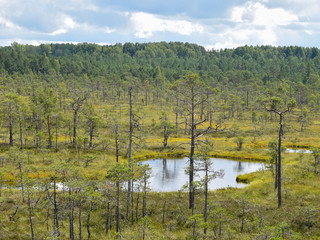 Wall Mural - landscape with swamp lake, small swamp pines, grass and moss, white clouds shine in water