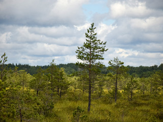 Wall Mural - view from the watchtower to the bog, green bog grass and bog pines