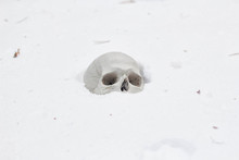 The Human Skull Lies In The Snow