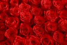 Red Rose Flowers As Fashion Background For Trendy Flowery Theme. Background Of Advertising Natural Cosmetics For 2020 Year Or St. Valentine Day.