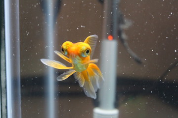 gold fish in aquarium