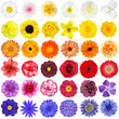 Big Collection of White, Yellow, Orange, Red, Purple and Blue Wild Flowers Isolated on White