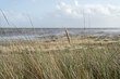 Beach grass on Amrum island