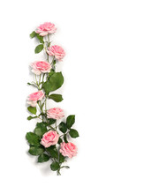 Flowers Pink Roses With Leaves On A White Background With Space For Text. Top View, Flat Lay
