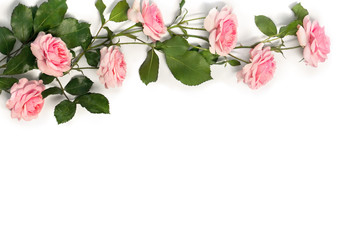 Flowers pink roses with leaves on a white background with space for text. Top view, flat lay