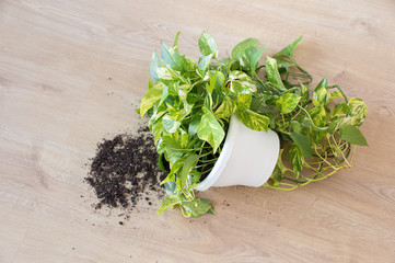 Top view of a overthrown house plant indoors