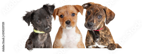 Three Cute Puppies Over White Web Banner © adogslifephoto
