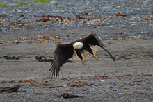 Mature Bald Eagle With Spread Wings To Land On Beach - Alaska