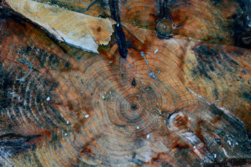 Wall Mural - Texture of a fresh cut of the trunk of an old tree. Wooden abstract background.