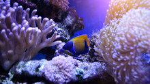 Queen Angelfish (Holacanthus Ciliaris) From Caribbean Sea. It Is Important Ornamental Fish