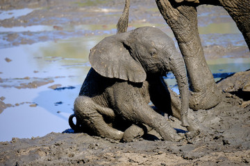 Baby elephant in Mana Pools National Park, Zimbabwe