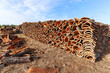 © ah_fotobox - Harvested cork oak bark from the trunk of cork oak tree (Quercus suber) for industrial production of wine cork stopper in the Alentejo region, Portugal