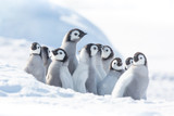 Emperor penguin colony, adults and chicks, Snow Hill, Antarctica