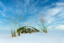 White Sands National Park Vegetation 