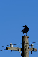 Crow On Utility Pole
