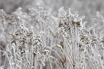  Frost on the plants and trees