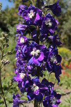 Dark Blue And White Mid-century Hybrid "Delphinium" Flowers (or Larkspur, Spurrier) In St. Gallen, Switzerland.