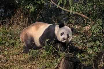 Wall Mural - panda bear 