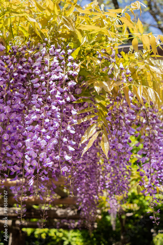 Quadri Fiore Di Glicine Immagini Per Arredo