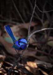 Male splendid fairy wren in full blue plumage 2