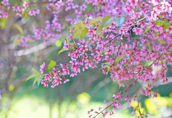 Sticker - Sakura flowers blooming blossom