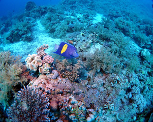  Scuba Diving Red Sea Egypt