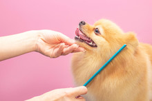Professional Cares For A Dog In A Specialized Salon. Groomers Holding Tools At The Hands. Pink Background. Groomer Concept