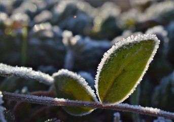 Canvas Print - frost on leaves