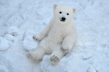 Polar Bear In The Snow