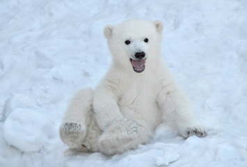 polar bear in snow