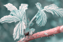 Currant Leaves Close-up, Green Flakes