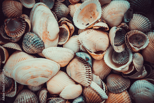 Cuadros en Lienzo Mixed colorful sea shells as background. Sea Shell Texture
