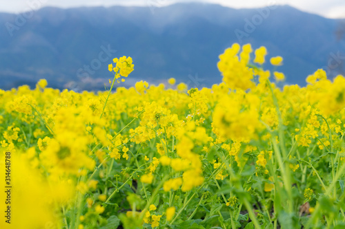 花畑 アドビストックのデザイン かべいろ Com おしゃれ壁紙リフォーム貼り替え インクジェット壁紙のかべいろ Com 花畑 アドビストックのデザイン かべいろ Com おしゃれ壁紙リフォーム貼り替え インクジェット壁紙のかべいろ Com