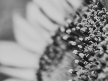 Sunflower In Black And White