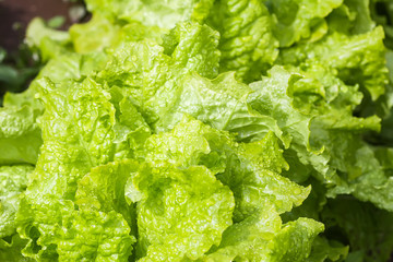 Fresh home grown organic green leaves of lettuce salad. Wet plant growing on kitchen-garden in countryside